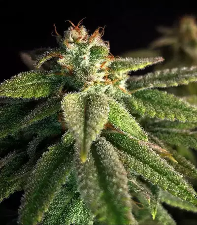 Grandaddy Purple