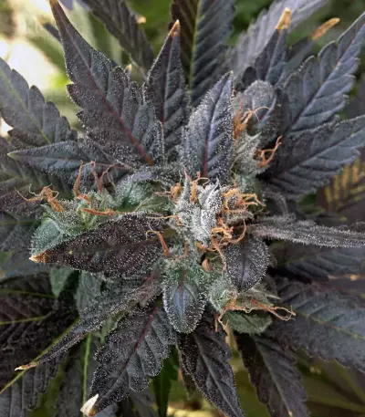 Grape OX regular seeds