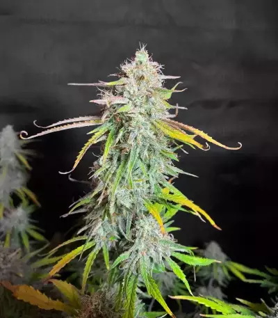 HubbaBubbaHaze Auto (Mephisto Genetics)