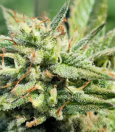 Kush Mints Fast Version Feminized Seeds (Seedkeepers)