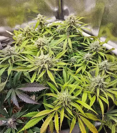 Lemon Cherry Gelato Auto R3 (Ethos Genetics)