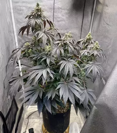 Mandarin Cookies R1 V2 (Ethos Genetics)