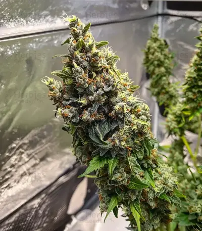 Melonade Runtz Auto Seeds