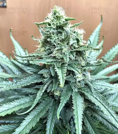 Mozzarella (G13 Labs)