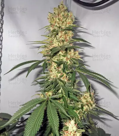 Northern Haze Express Auto feminized seeds
