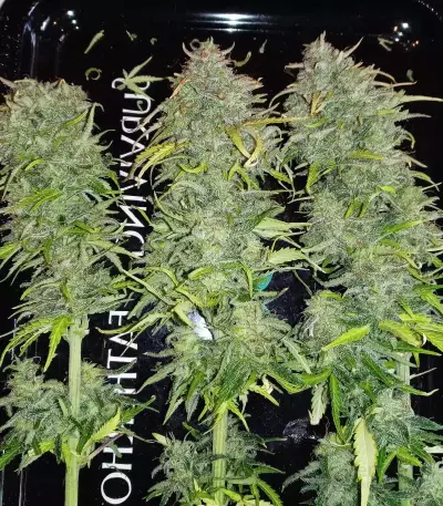 Original Cinderella Auto feminized seeds
