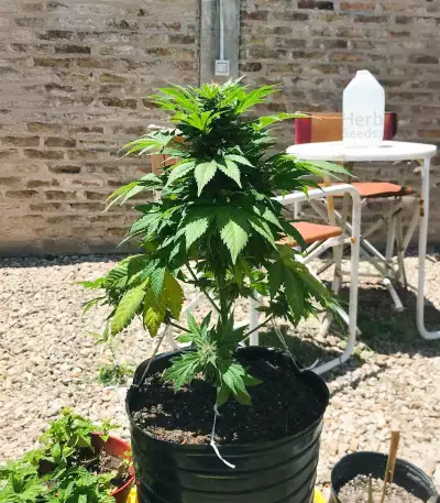 Original Juan Herer Seeds