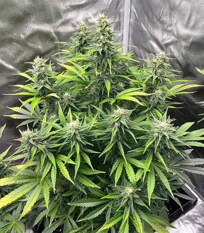 Original Moby Dick Auto Seeds