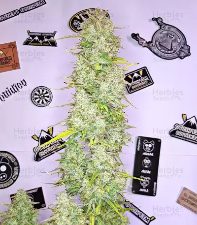 Graines de cannabis Panama (CannaBioGen)