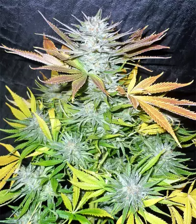 Graines de cannabis Panama (CannaBioGen)