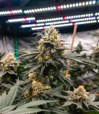 Peanut Butter Breath Auto Seeds