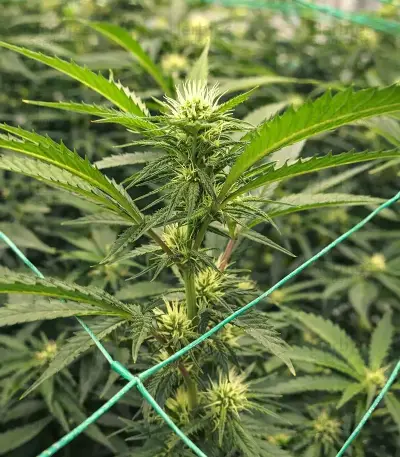Graines de cannabis Purple (Ceres Seeds)