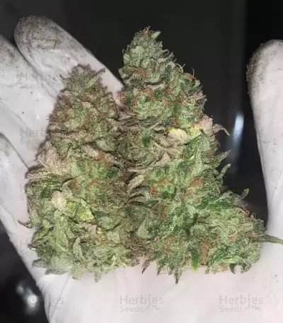 Purple Punch Seeds (Barney's Farm)