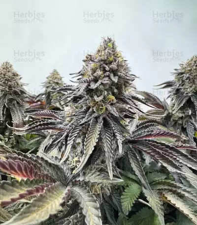 Semi Femminizzati Runtz x Layer Cake (Barney's Farm)