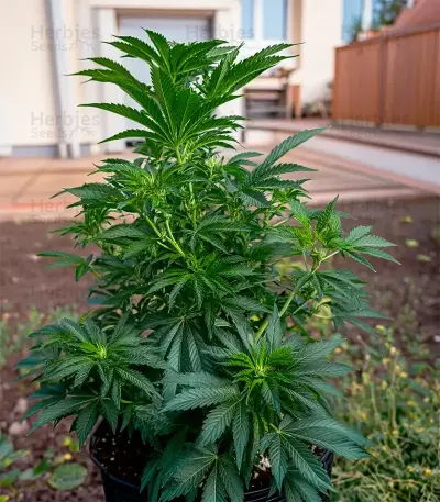Sweet Cherry Kush Seeds