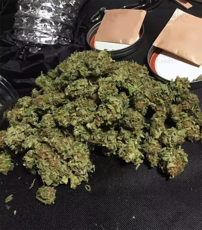 Trippy Gorilla Autoflowering (Big Head Seeds)