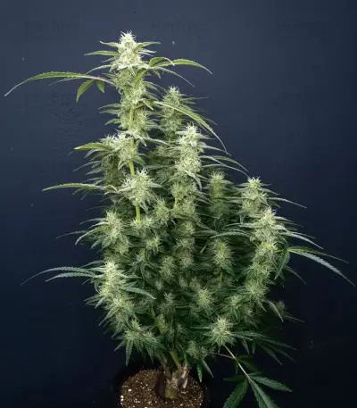 White Widow Auto Seeds