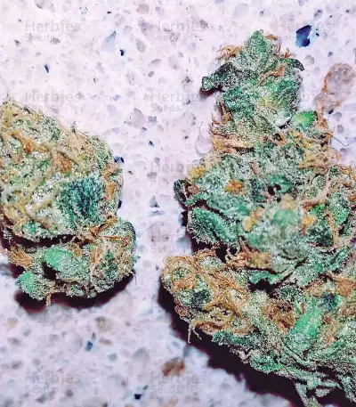 Super Skunk Seeds
