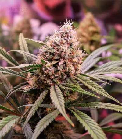 Semillas Feminizadas Tropicanna Poison XL Auto (Sweet Seeds)