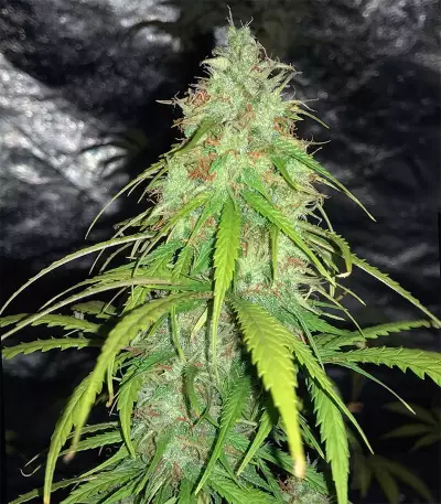 Cheese Autoflower (Herbies Seeds)