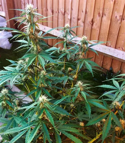 Cheese Autoflower (Herbies Seeds)