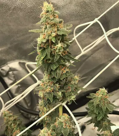 Zombie Death Fuck (BlimBurn Seeds)