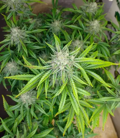 Sementes de Ztrawberriez Auto Feminizadas (Fast Buds)