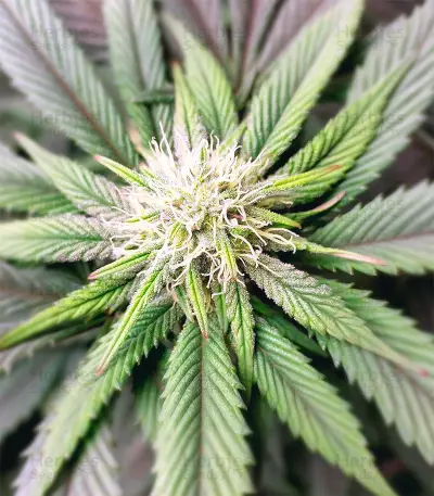 Runtz (Herbies Seeds)