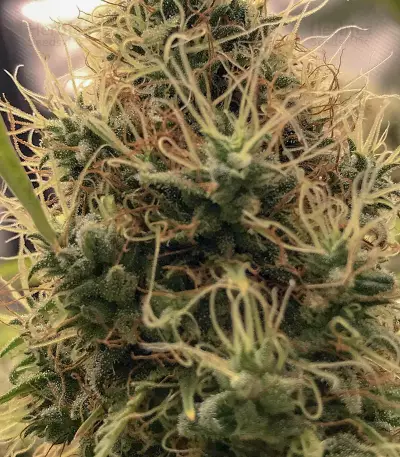 Cali Bay Dream feminized seeds