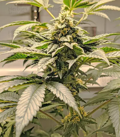 24K Gold (Kosher Tangie) Seeds