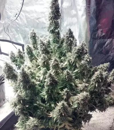 + Speed Auto feminized seeds