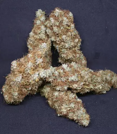 Cali Bay Dream feminized seeds