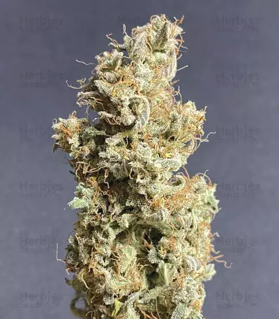Original Auto Critical Seeds