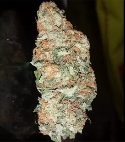 Critical Kush Seeds (Royal Queen Seeds)