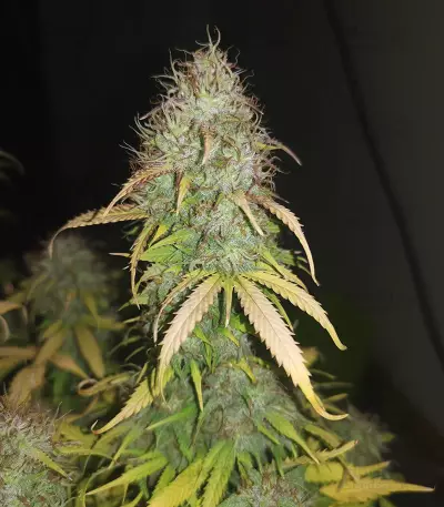 Original Auto Critical Seeds