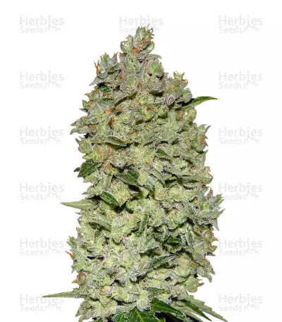 Buy Auto Bio Diesel Mass feminized seeds