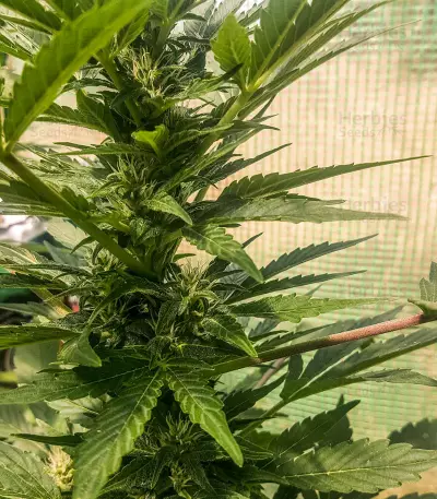 Auto Critical Soma Seeds