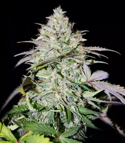 Auto Do-Si-Dos Cookies (00 Seeds)