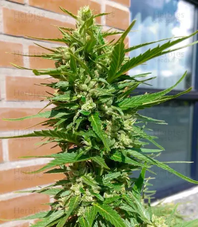 Auto Duck strain