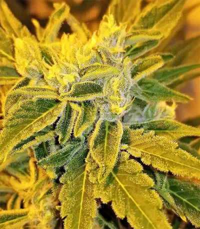 Auto Gorilla OG Seeds