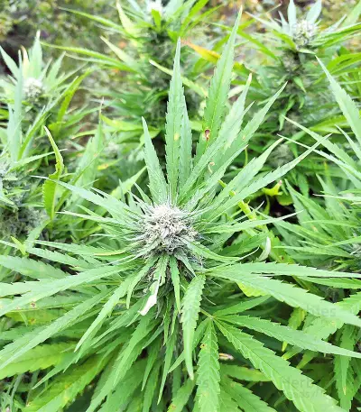 BCN Critical XXL