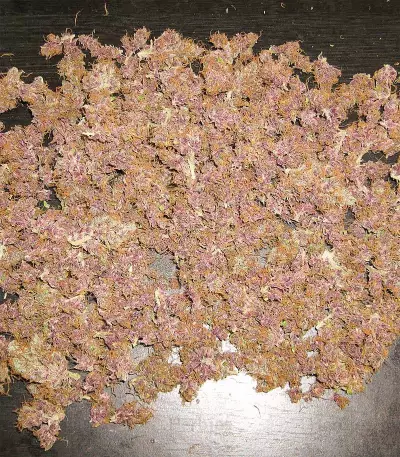 Blackwater strain