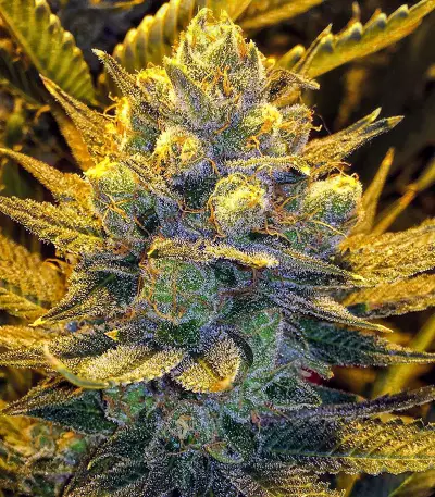 Blue Cheese Seeds (Big Buddha Seeds)