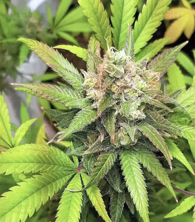 Graines de cannabis Buzz Light Gear (Dr. Krippling Seeds)