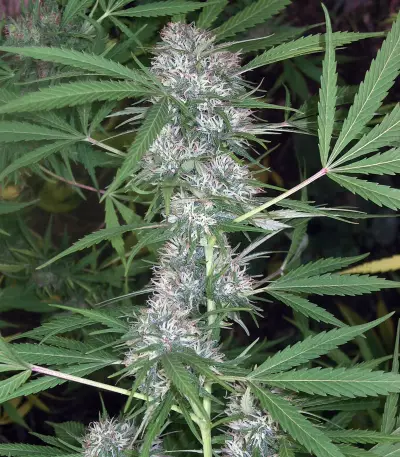 Caribe Regular seeds