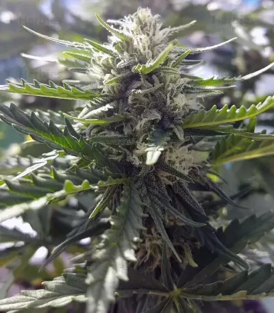 Graines de cannabis Chapita de Michoacan Regular (CannaBioGen)