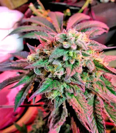 Cherry Pie (Female Seeds)