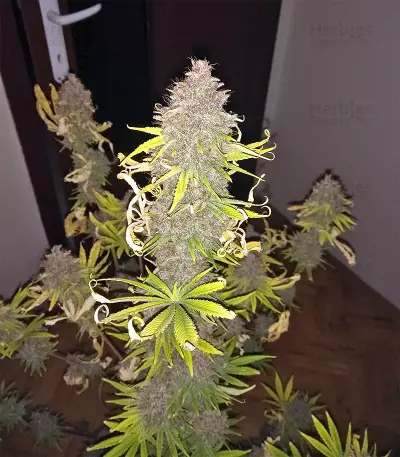 Congo x Kali China Seeds