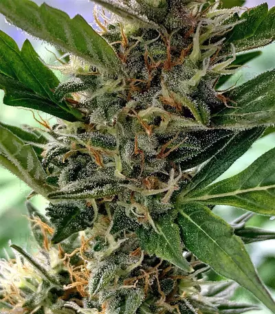 Cookies and Cream Strain