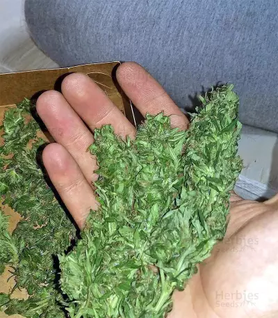 Critical Skunk Seeds
